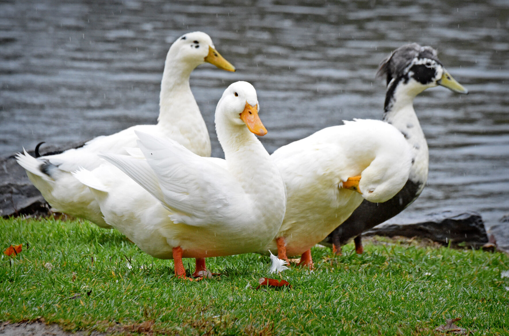 Long's Park ducks